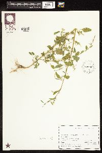 Chenopodium album image