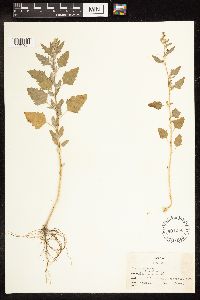 Chenopodium album image