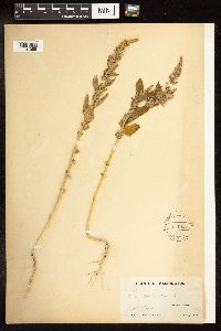 Chenopodium album image