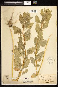 Chenopodium album image