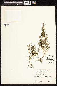 Chenopodium album image