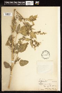 Chenopodium album image
