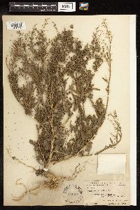Chenopodium album image