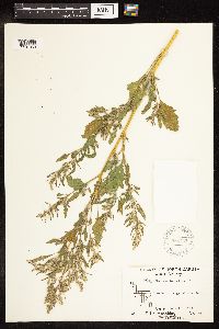 Chenopodium album image
