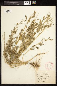 Chenopodium album image
