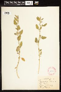 Chenopodium album image