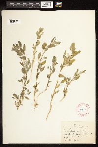 Chenopodium album image