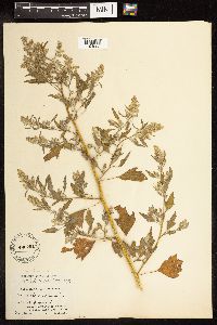 Chenopodium album image