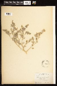 Chenopodium album image