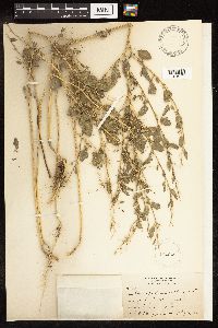 Chenopodium album image