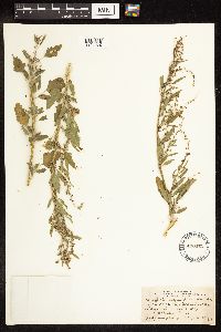 Chenopodium album image