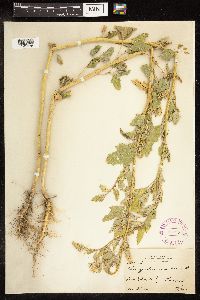 Chenopodium album image