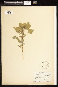 Thumbnail image of current specimen