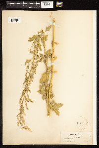 Thumbnail image of current specimen
