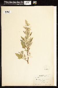 Chenopodium album image