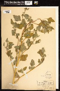Chenopodium album image