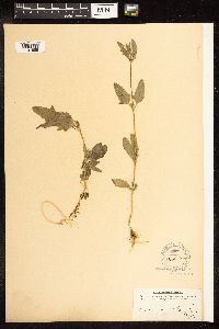 Chenopodium album image