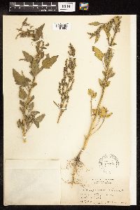 Chenopodium album image