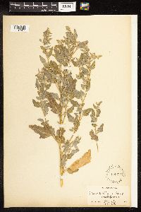 Chenopodium album image