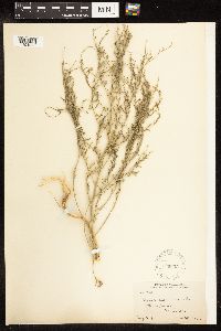 Chenopodium album image