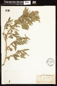 Chenopodium album image