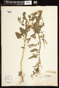 Chenopodium album image