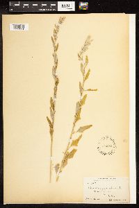 Chenopodium album image