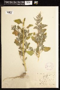 Chenopodium album image