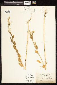 Chenopodium album image