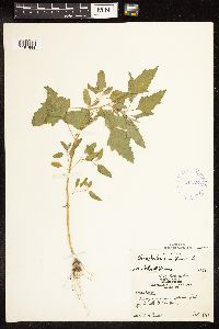 Chenopodium album image