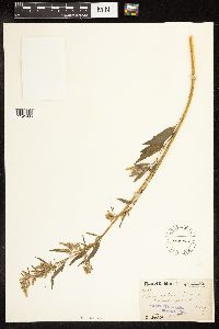 Chenopodium album image