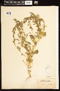 Chenopodium album image
