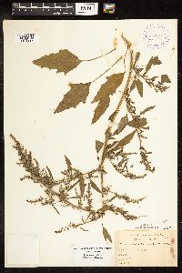 Chenopodium album image
