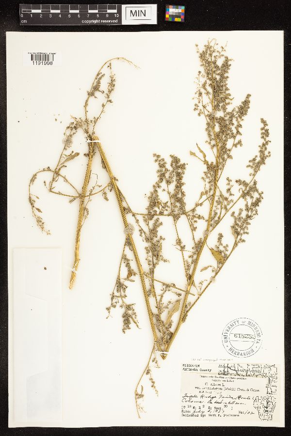 Chenopodium album image
