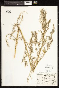 Chenopodium album image