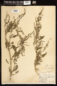 Chenopodium album image