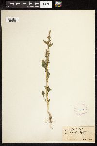Chenopodium album image