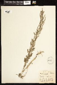 Chenopodium album image