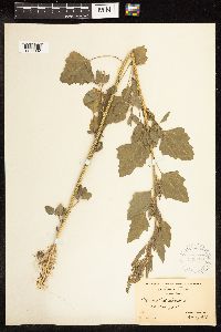Chenopodium album image