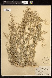 Chenopodium album image