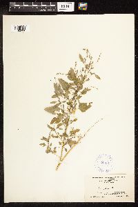 Chenopodium album image