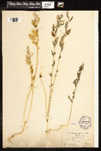 Chenopodium album image
