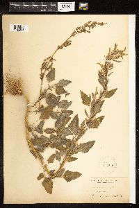 Chenopodium album image