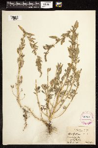 Chenopodium album image