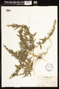 Chenopodium album image