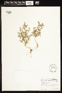 Chenopodium album image