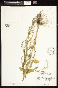 Chenopodium album image