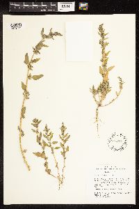 Chenopodium album image