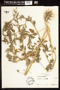Chenopodium album image