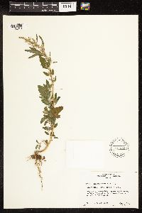 Chenopodium album image